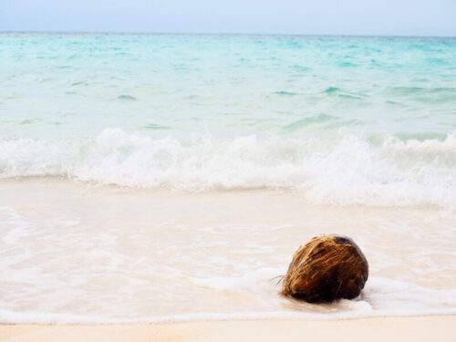 海と砂浜とココナツの写真